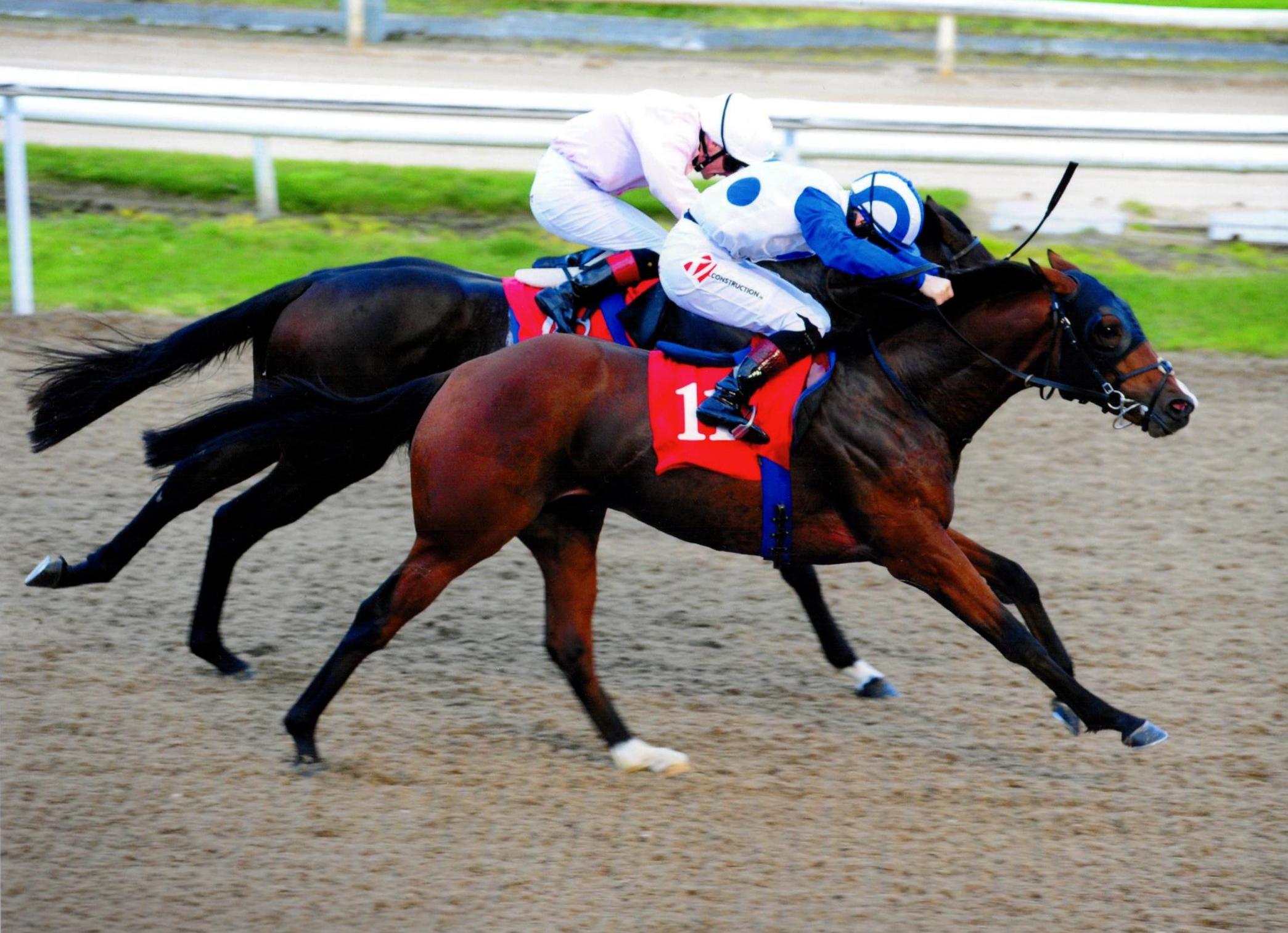 ROOM TO ROAM gets up to win by a head at Dundalk 14th October 2016